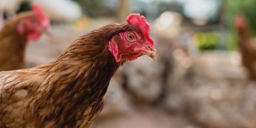 Avian Influenza Outbreak Hits NSW and Victoria Poultry Farms