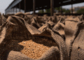 Government Initiates Open Market Sale of Wheat & Rice: Impact on Agriculture and Market Dynamics