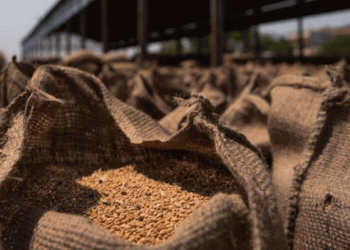 Government Initiates Open Market Sale of Wheat & Rice: Impact on Agriculture and Market Dynamics