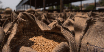 Government Initiates Open Market Sale of Wheat & Rice: Impact on Agriculture and Market Dynamics