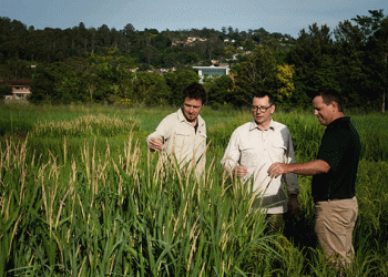 Pioneering Dryland Rice: A Breakthrough in Climate-Smart Agriculture