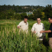 Pioneering Dryland Rice: A Breakthrough in Climate-Smart Agriculture
