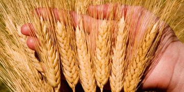 Harvesting Success: Qitai County’s Wheat Season in Xinjiang and Its Global Impact