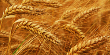 State Monitoring of Wheat Grain Set to Begin in the Moscow Region