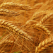 State Monitoring of Wheat Grain Set to Begin in the Moscow Region