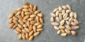 Identifying Common Wheat Defects: Fusarium Head Blight, Mildew, and Imperfect Grains