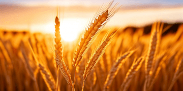 Oats: The Unsung Superfood Revolutionizing Health, Cuisine, and Sustainability