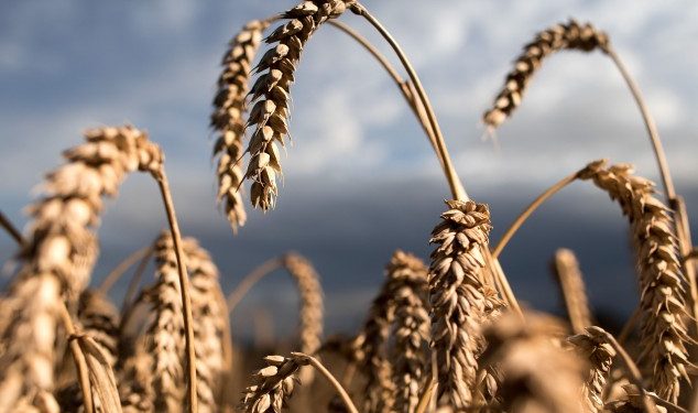 Scaling New Heights: The Future of Greenhouse Horticulture