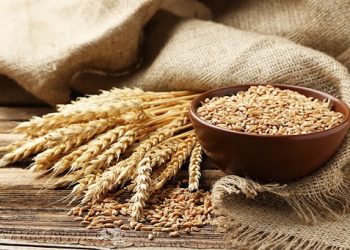 Wheat Protein Market Trends: Growth Forecast and Key Insights for 2024-2030