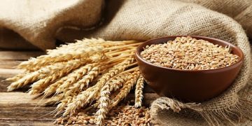 Wheat Protein Market Trends: Growth Forecast and Key Insights for 2024-2030