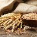 Wheat Protein Market Trends: Growth Forecast and Key Insights for 2024-2030