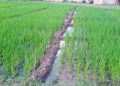 Evaluating the Impact of Nano-N and P Fertilizers on Rice-Wheat Systems