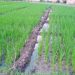 Evaluating the Impact of Nano-N and P Fertilizers on Rice-Wheat Systems