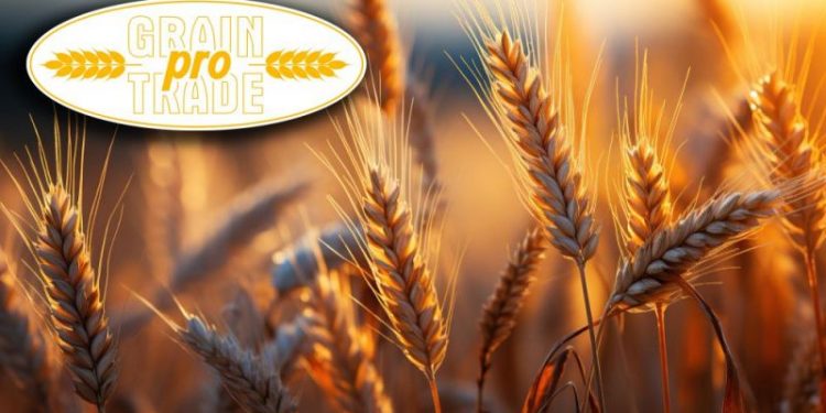Urgent Wheat Sale: New Crop 2024 from Russia