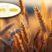 Urgent Wheat Sale: New Crop 2024 from Russia