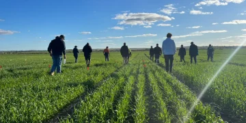 Problematic Transition from Greenhouse to Open Field Cultivation