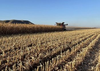 Southern Queensland Leads Sorghum Production; NSW Tops Corn Output
