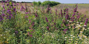 Zukunftsfitte Agrarpolitik: Drei Schwerpunkte im überarbeiteten GAP-Strategieplan