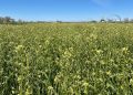 Nufarm Acquires Yield10’s Camelina Sativa Assets to Boost Oilseed Crop Development