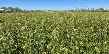 Nufarm Acquires Yield10’s Camelina Sativa Assets to Boost Oilseed Crop Development