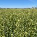 Nufarm Acquires Yield10’s Camelina Sativa Assets to Boost Oilseed Crop Development