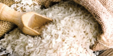 Bolivian Rice Production Secured with Government Support Initiatives