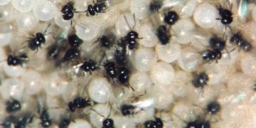 Brazilian Ministry of Agriculture Expands List of Organic Pesticide Specifications