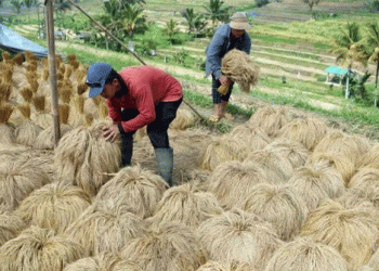 Diversifying Indonesia’s Diet: A Solution to Rice Supply Challenges?