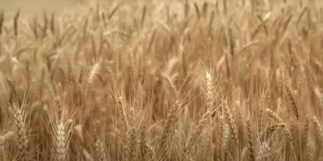 Chicago Wheat Prices Rise Amid U.S. and French Crop Concerns