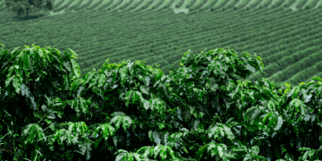 Ministry of Agriculture opens deadline for proposals to contract Funcafé resources