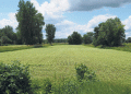 Reviving Buckwheat: How a Traditional Crop is Making a Comeback in Quebec