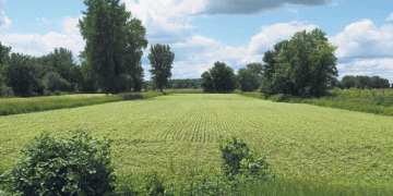 Reviving Buckwheat: How a Traditional Crop is Making a Comeback in Quebec