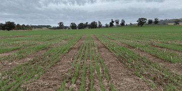 Unlocking Efficiency: GRDC’s $17M Project to Revolutionize Fertilizer Use in Australian Grain Farming