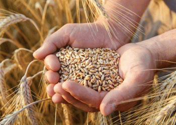 Vietnam Increases Wheat Imports from Brazil Amid Rising Global Demand
