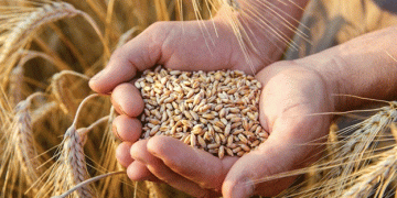 Vietnam Increases Wheat Imports from Brazil Amid Rising Global Demand