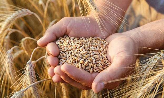 Vietnam Increases Wheat Imports from Brazil Amid Rising Global Demand