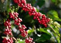 Federal Government Allocates R$ 6.8 Billion to Boost Brazilian Coffee Sector