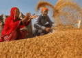 Government Initiatives to Mitigate Wheat Price Hike: An Insight into India’s Market Strategy