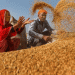 Government Initiatives to Mitigate Wheat Price Hike: An Insight into India’s Market Strategy