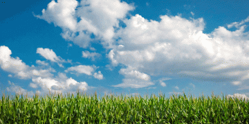 USDA’s Latest Crop Report: Insights and Implications for Farmers