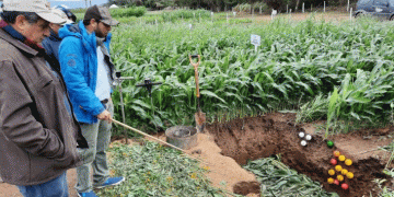 Sustainable Farming Practices: Key to Bolivia’s Grain Production