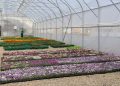 Municipal Greenhouse Modernization in Irkutsk: New Facilities and Sustainable Innovations