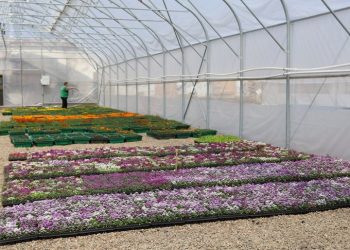 Municipal Greenhouse Modernization in Irkutsk: New Facilities and Sustainable Innovations