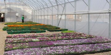 Municipal Greenhouse Modernization in Irkutsk: New Facilities and Sustainable Innovations