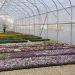 Municipal Greenhouse Modernization in Irkutsk: New Facilities and Sustainable Innovations