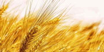 Tillage Alert: Winter Barley Crops Ready for Harvest Amid Weather Challenges