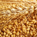 Serbia’s 2024 Wheat Production Forecast: A 16% Decline with Implications for the Agricultural Sector