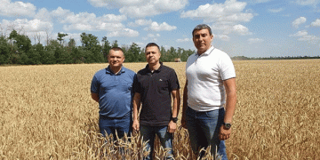 Kuban Farms Innovate with Mosaic Wheat Varieties to Combat Heat: The Strongest Survive