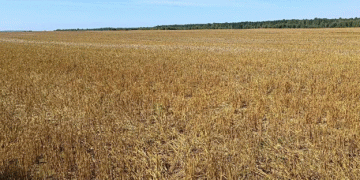 New Horizons in Agriculture: Tula Farmers to Cultivate Crops on Leased Lands in Kashira