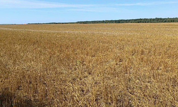 New Horizons in Agriculture: Tula Farmers to Cultivate Crops on Leased Lands in Kashira